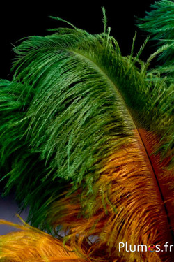 Struisvogel - 30-40 cm - azteeks goud-groen